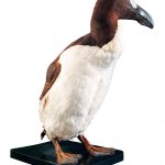 L’alca impenne è uno dei cinque esemplari conservati nei Musei italiani - Foto M. Zilioli/MSNM